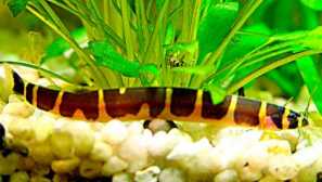 Akantoftthalmus culya: съдържание и грижи